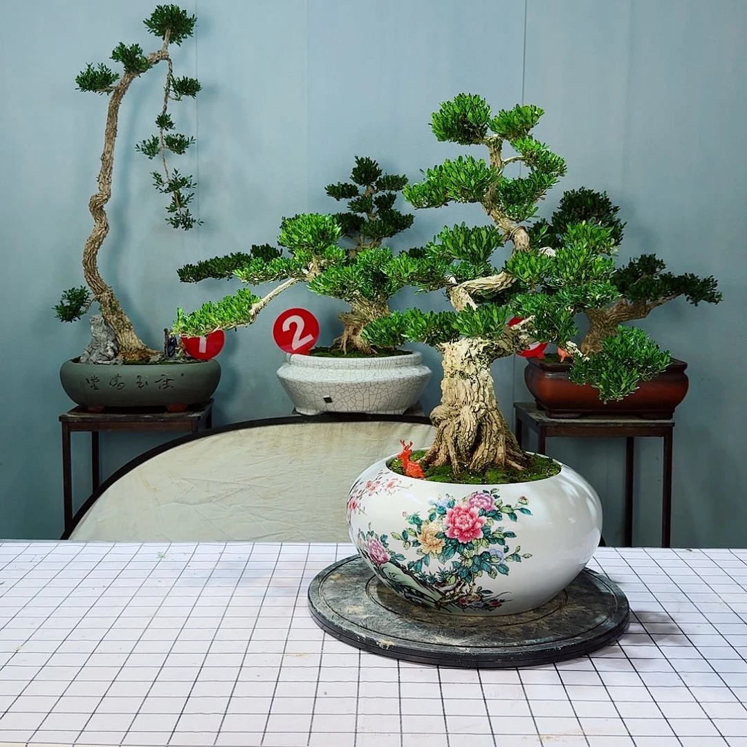 陳*广东皱皮雀舌黄杨