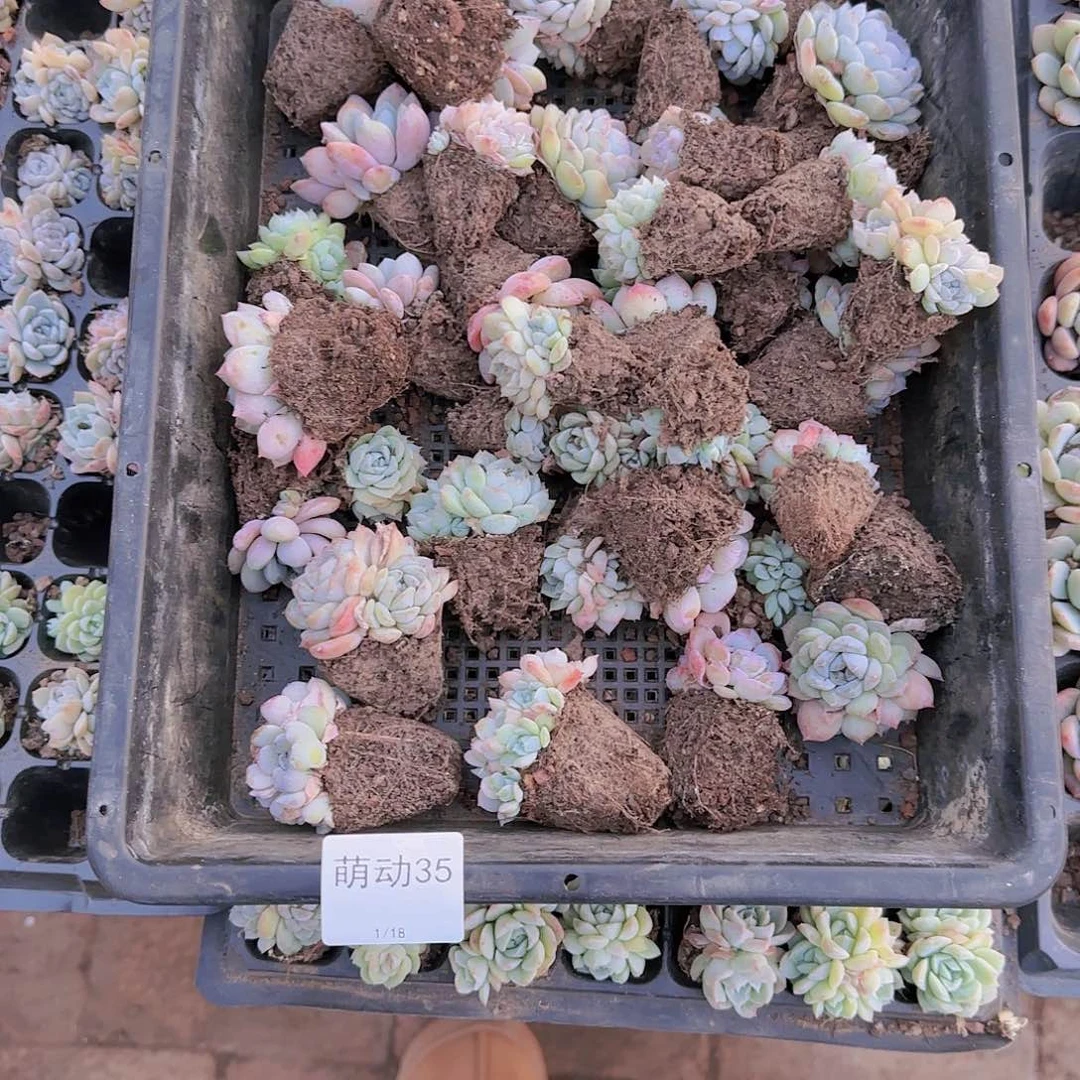 直播一物一拍多肉35