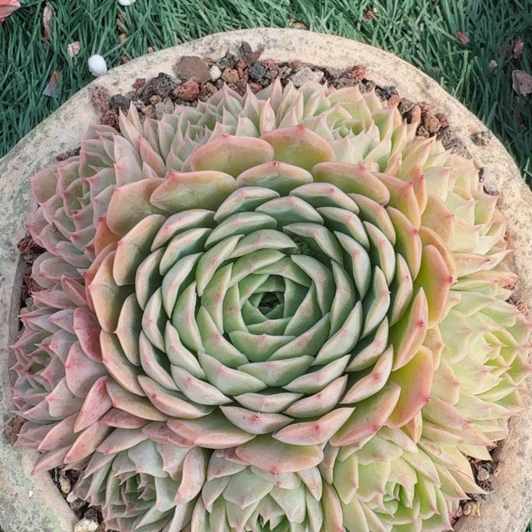 1884一物一拍（满28包邮