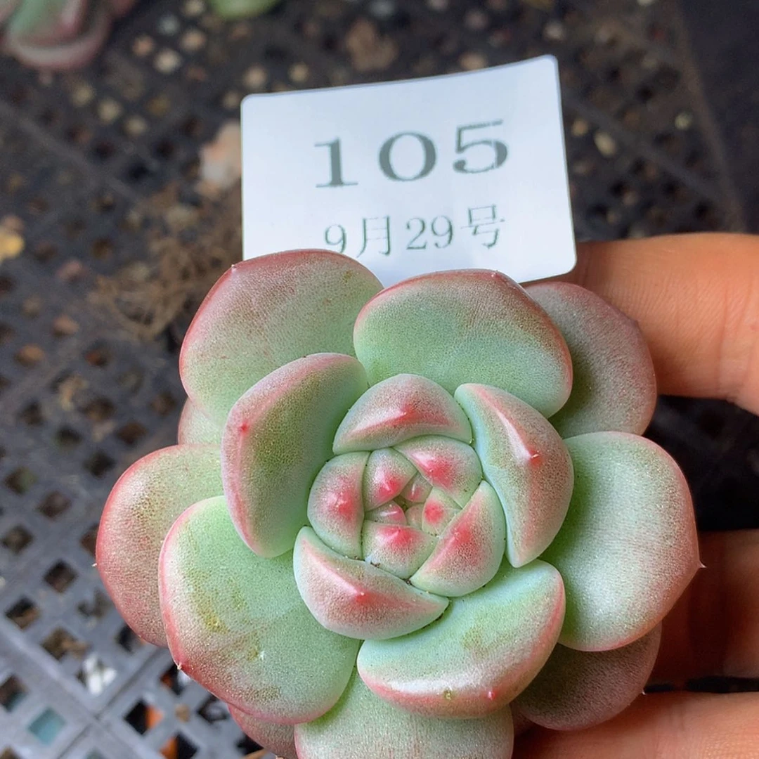 【闪购商品】云105号