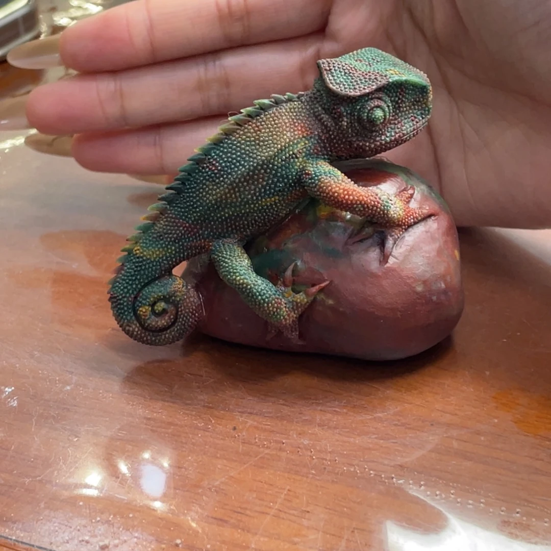 和***鑫玛瑙/玉髓未镶嵌颈饰