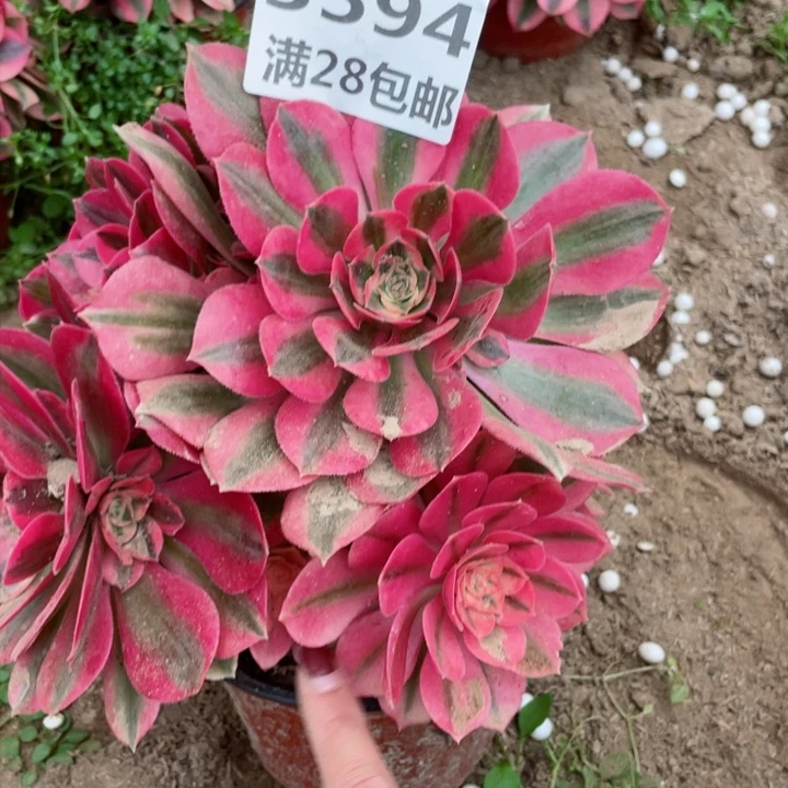 3594一号棚女巫多肉