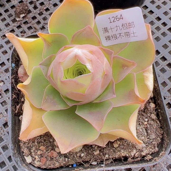 1264 裸根不带土发货