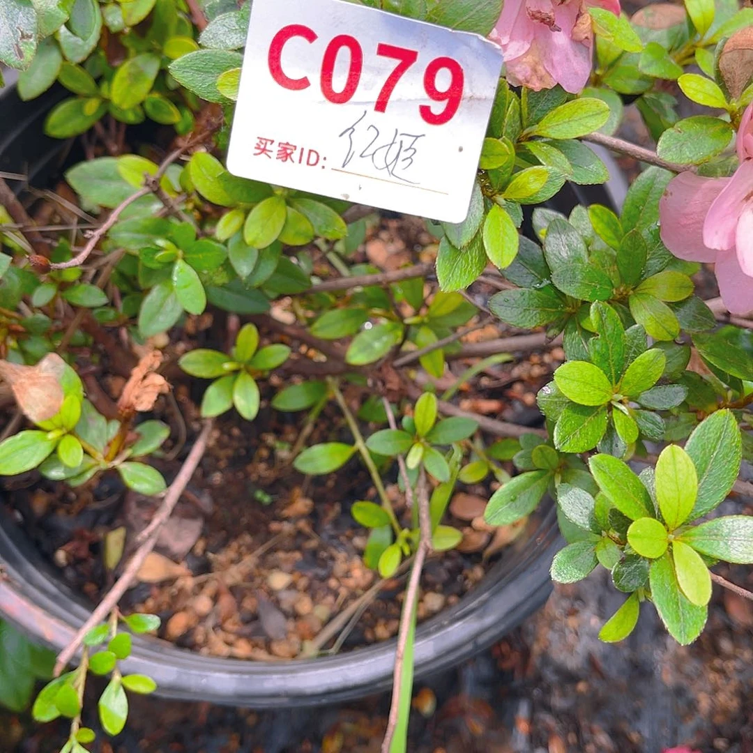 旭****烂直播时间一直一直