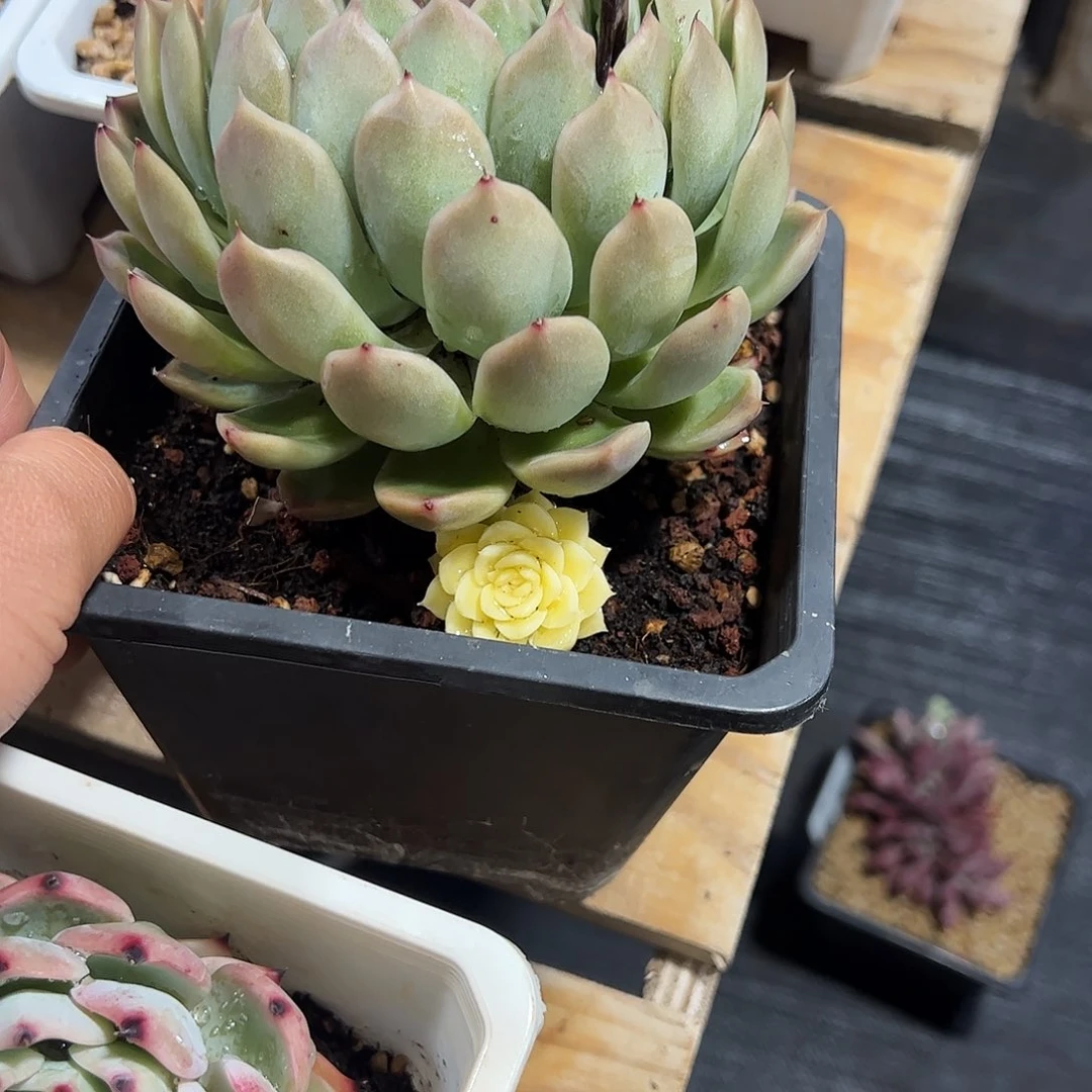 月影锦大单多肉植物