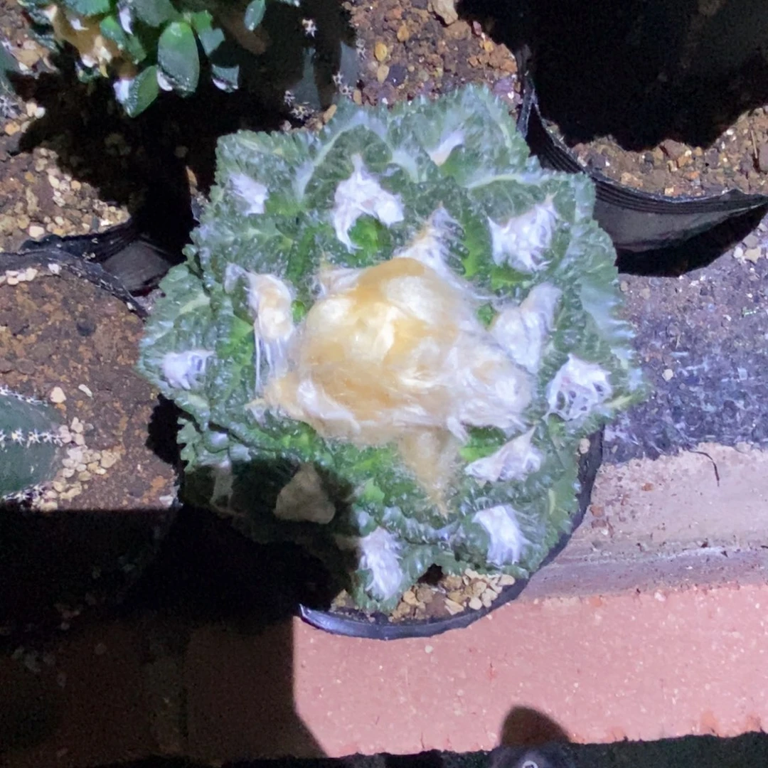无花朵全割龟甲龟甲