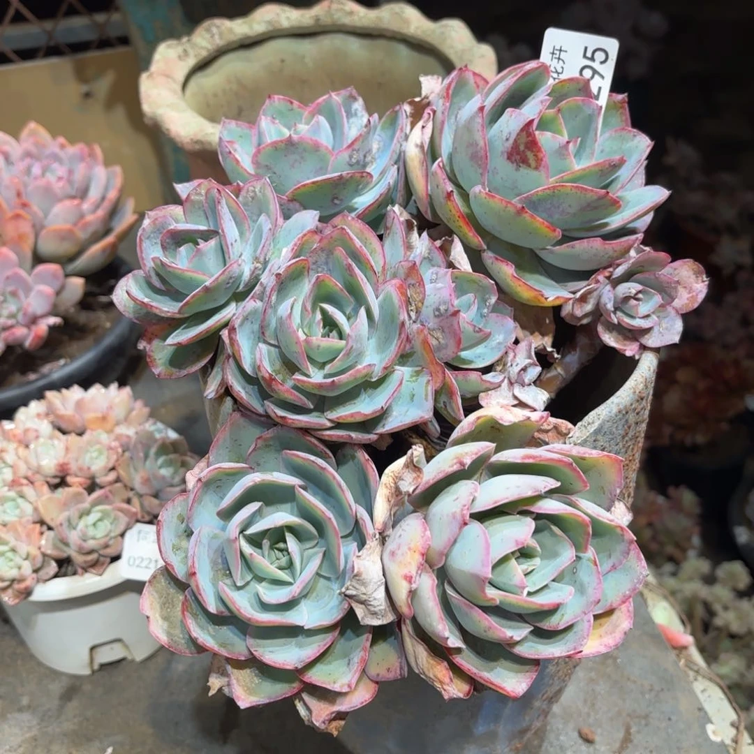 同温层多肉美国蓝光295