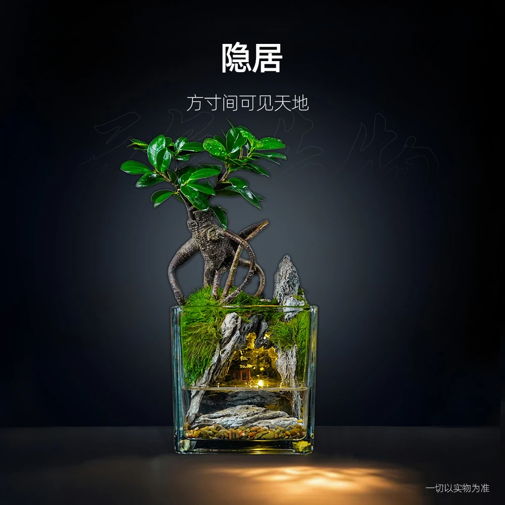 【国风】隐居—带小灯小叶榕树绿植造景成品真植物【尺寸：12*12】