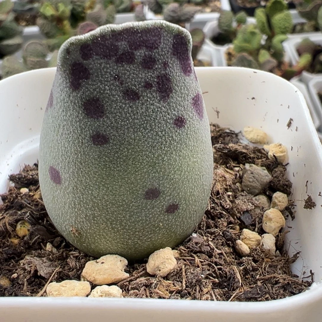 奶牛斑海豹大苗多肉植物