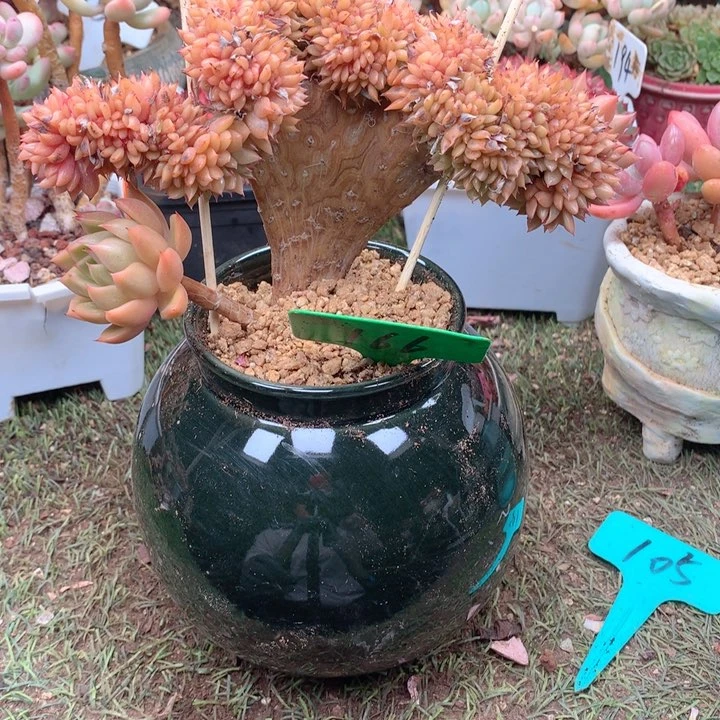 无花朵欢喜多肉一物一拍青椒东云缀