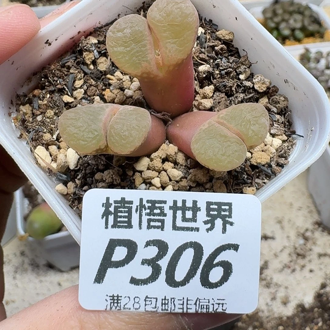 多肉植物的人啊ghn