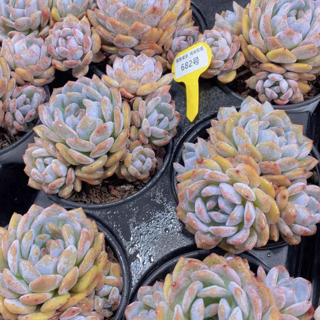 682号 母本韩橙大四头起一个