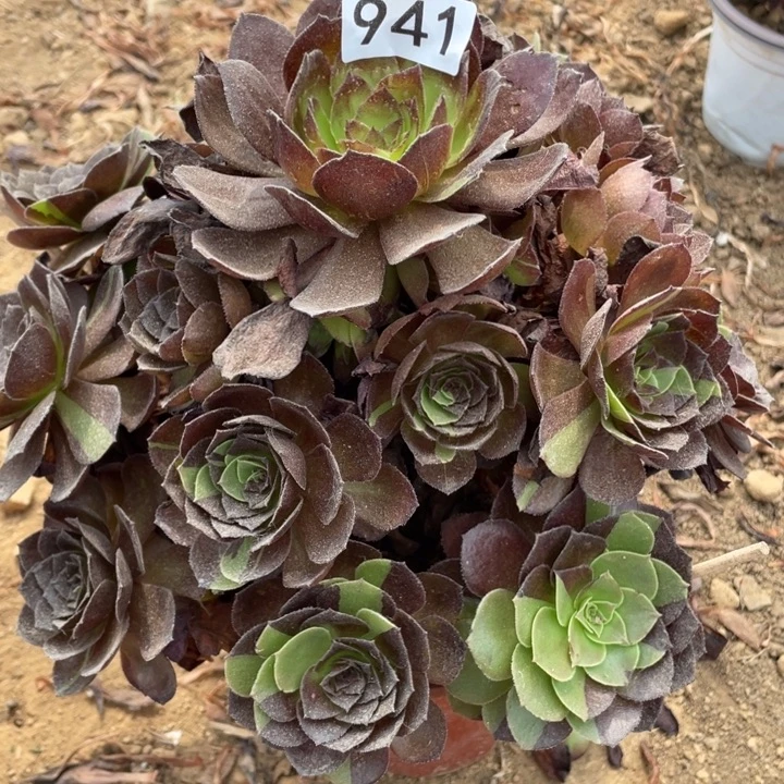 无花朵941多肉植物黑美人