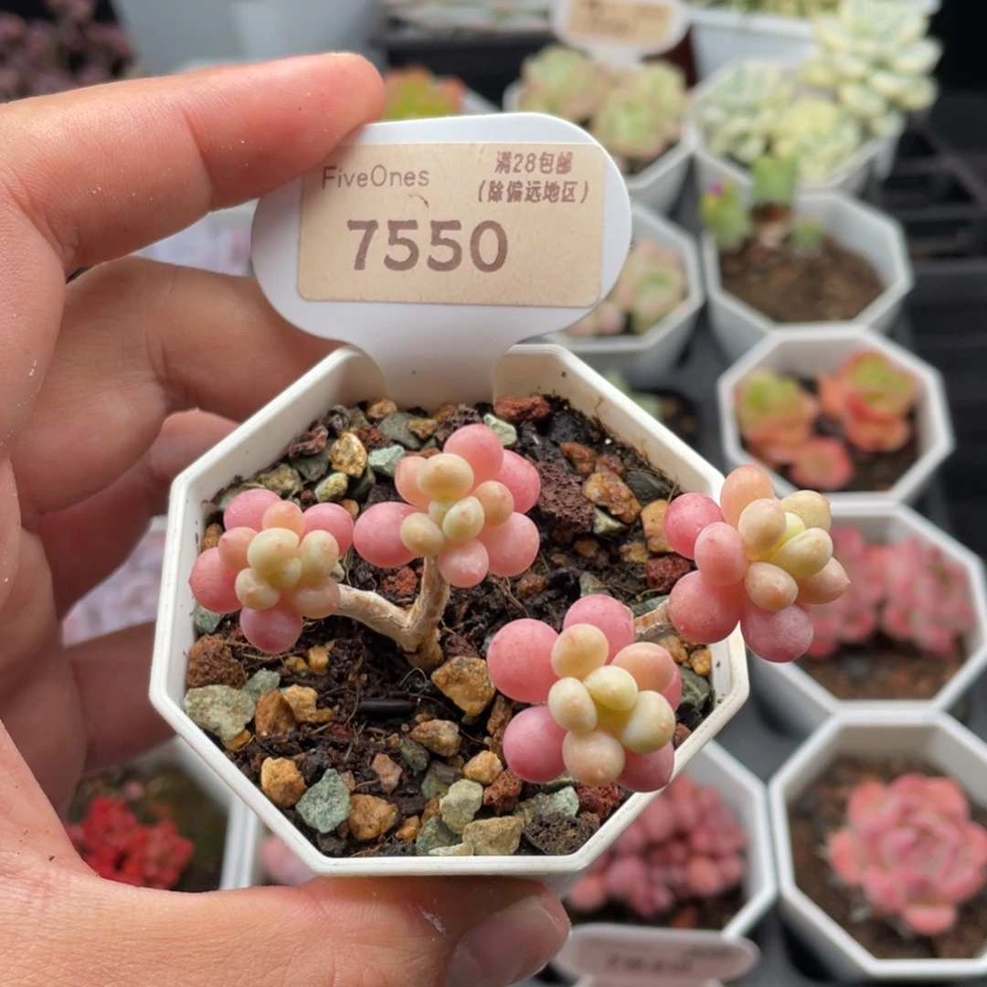 鱼子酱7550-6.5厘米