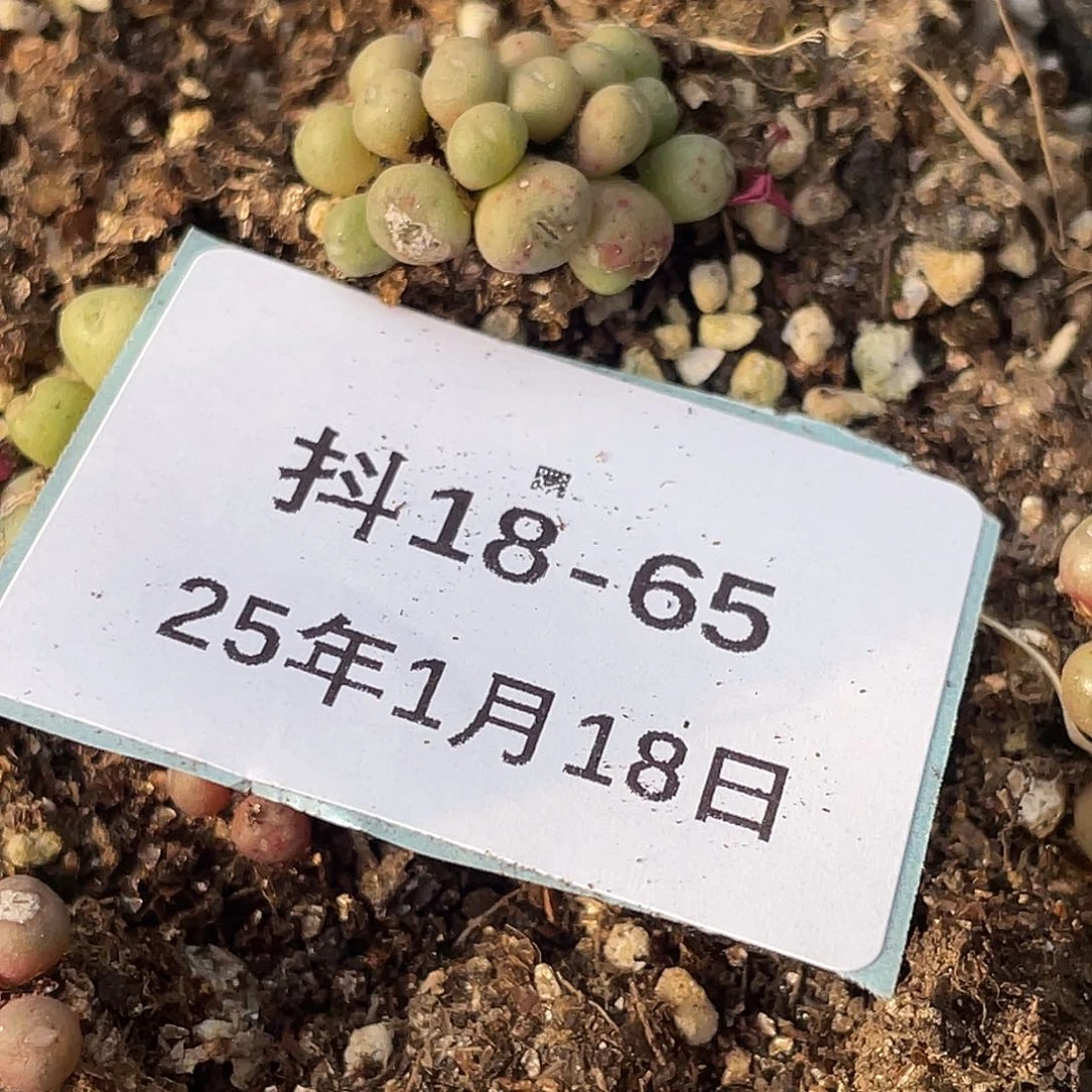 十**i18-65肉锥多肉植物