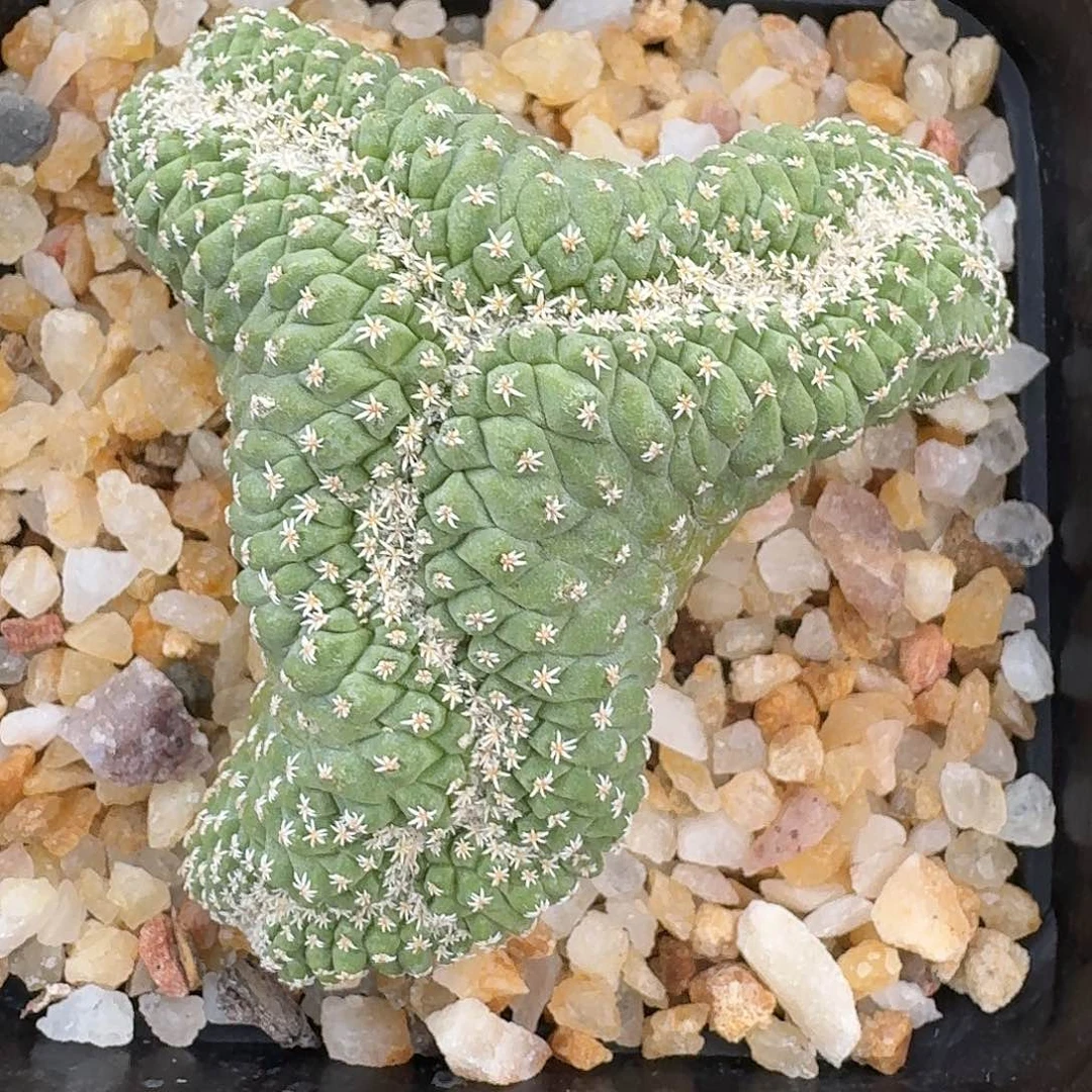 加***辣花花花花花花花花花