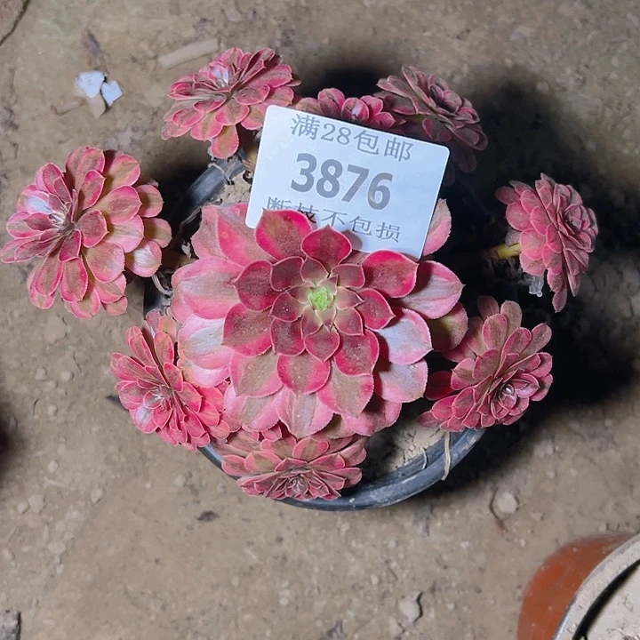 3876黑同白多肉植物