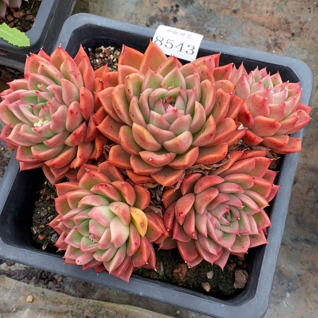8543杂交精品多肉老桩