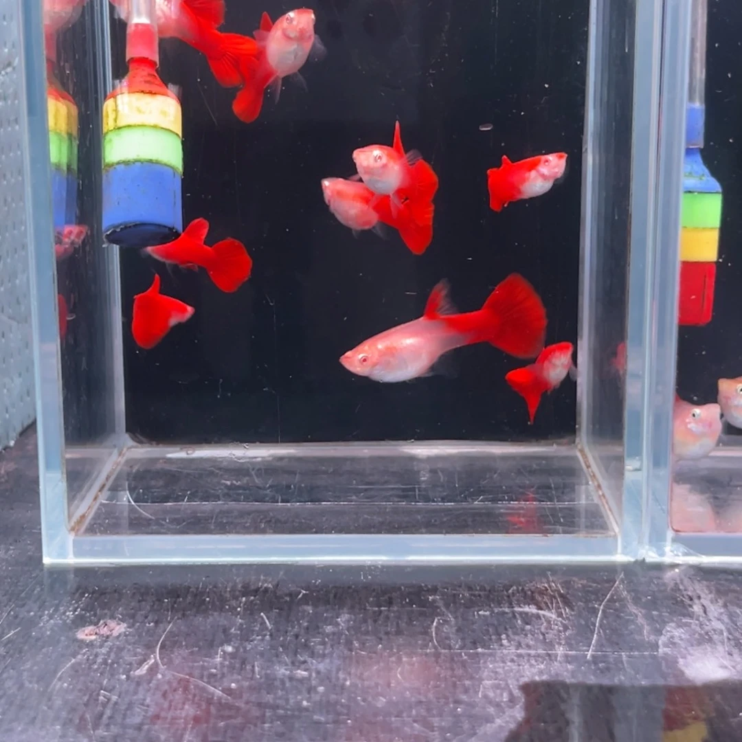 孔雀鱼紫麟大背血红压成10条