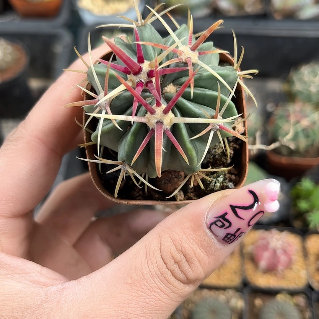 宽刺日出单头发货有根