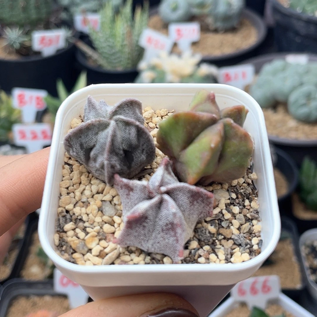 实生三颗黑体银沙核桃鸾凤玉开播福利