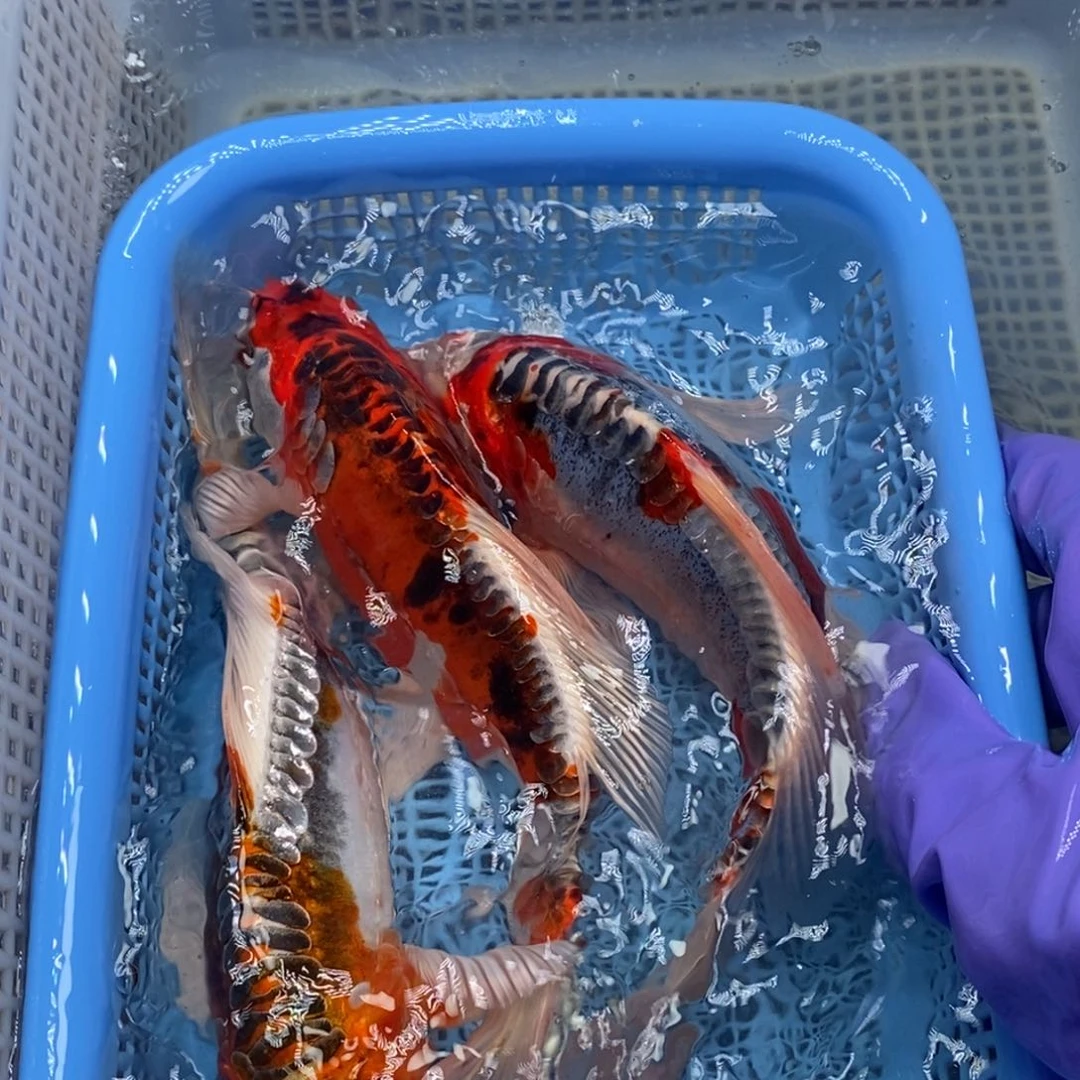 锦鲤冷水锦鲤包邮