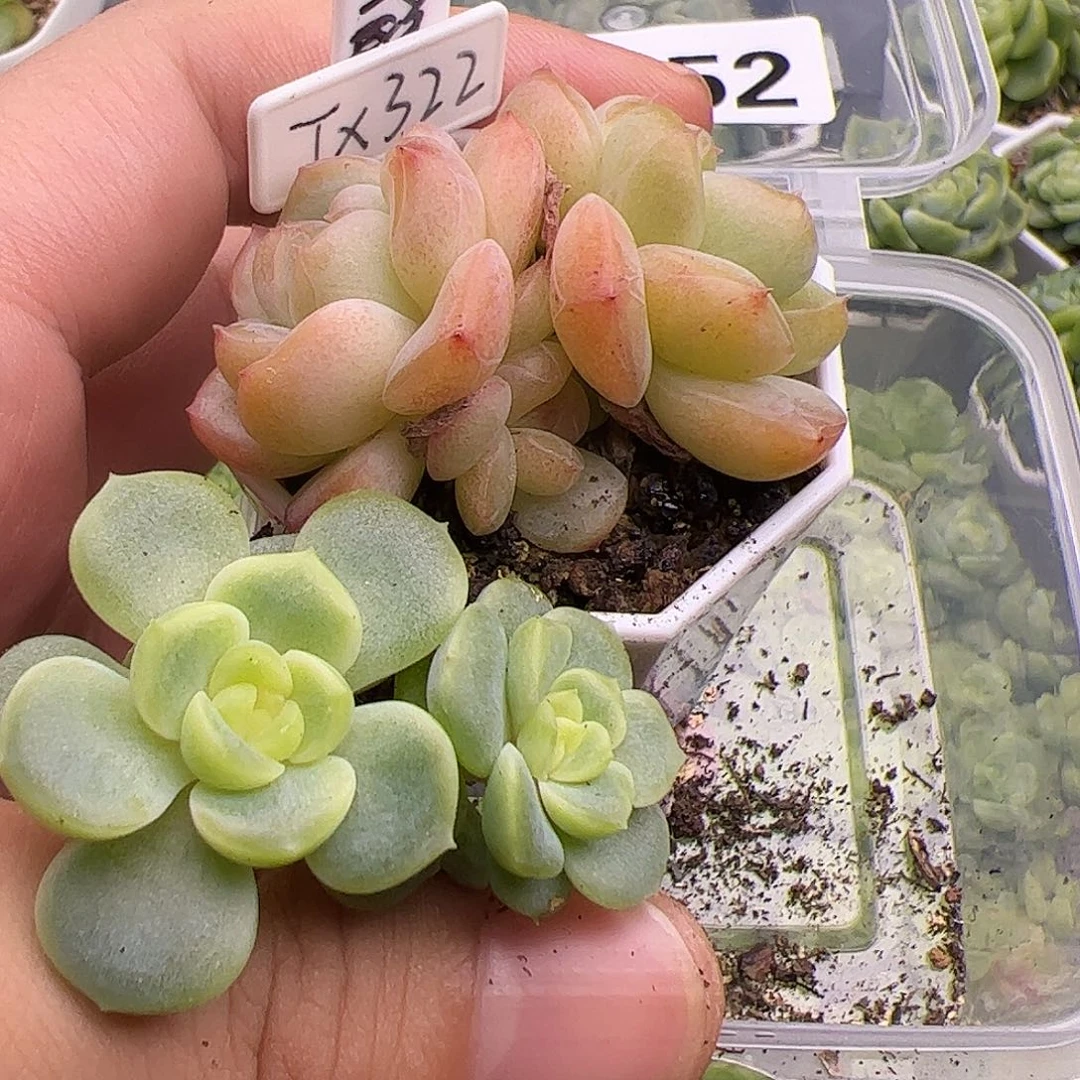 甜心322三个头和双头荔枝福利952