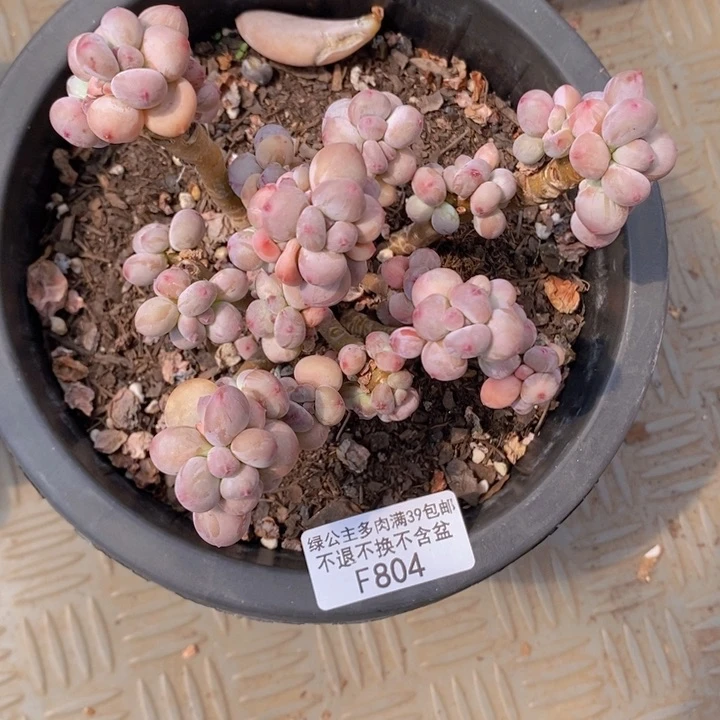 苹果奶有砍12cm804多肉葡萄
