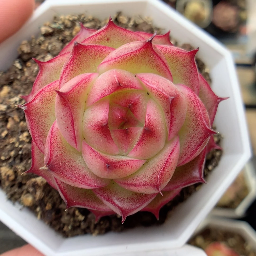 G51 ，20包邮两天凑单偏远不发货