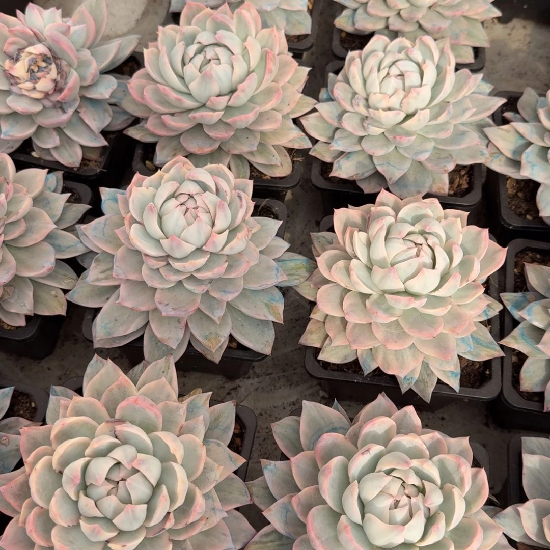 粉蓝鸟锦12分公分腹轮锦