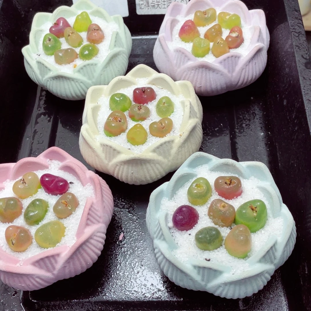 w55555莲花速干盆 毛毛 一份一盆量拍