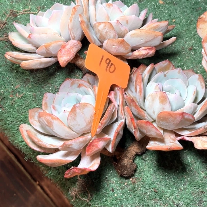 橙****奶茶190号码牌子的话题了