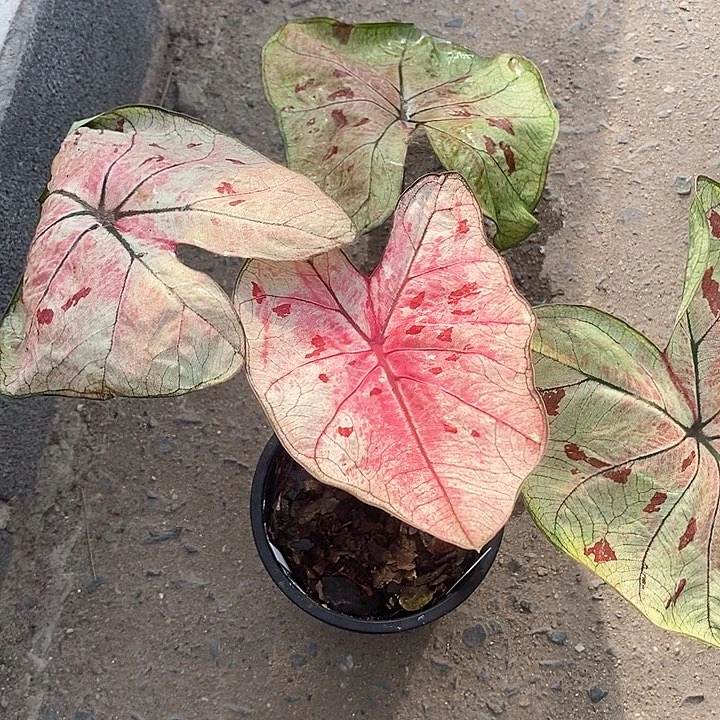 泰国彩叶360-0127