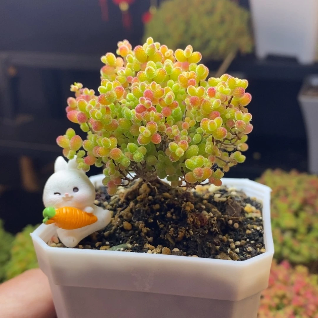 非****i407号蜜橘糖球枝干多肉
