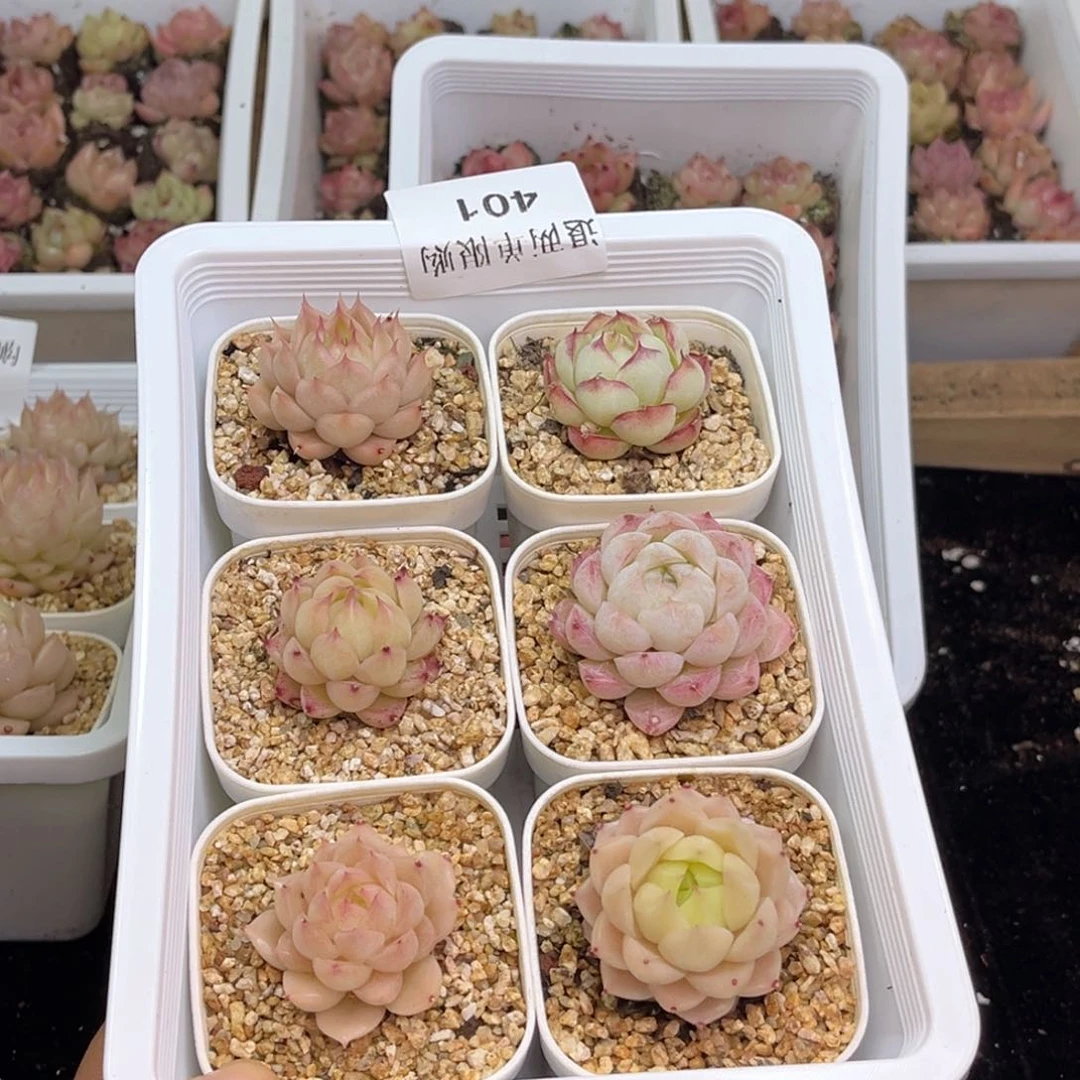 耿*401 新疆西藏内蒙不发货