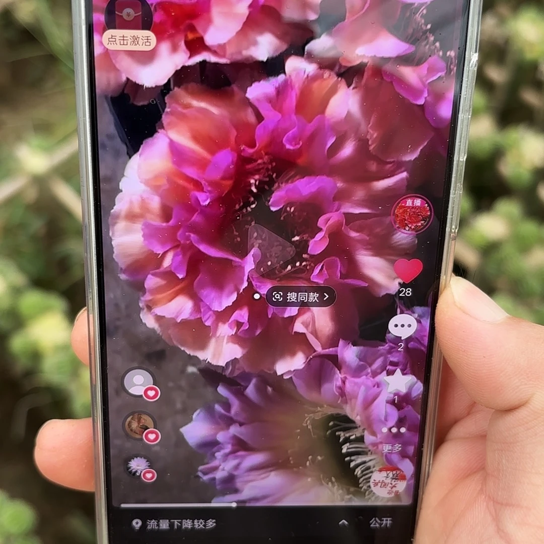 16-28彩20包邮仙人球侧牙