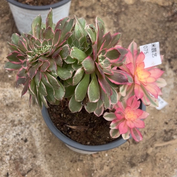 玉芙蓉缀多肉植物075