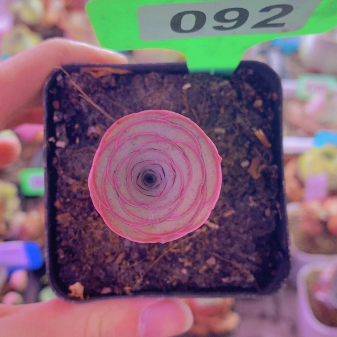 山地玫瑰一物一拍鹿兜092