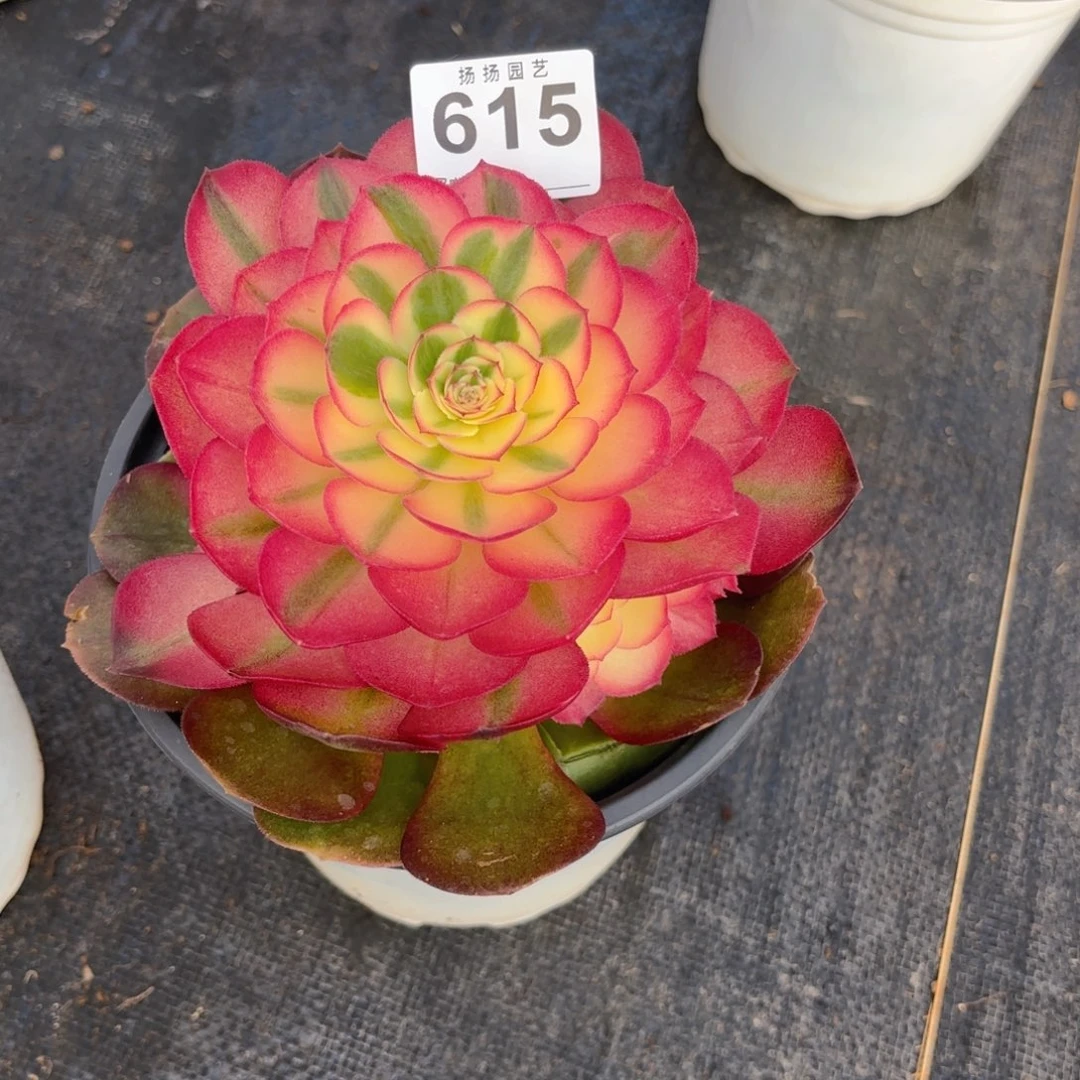 纳*123  615多肉法师