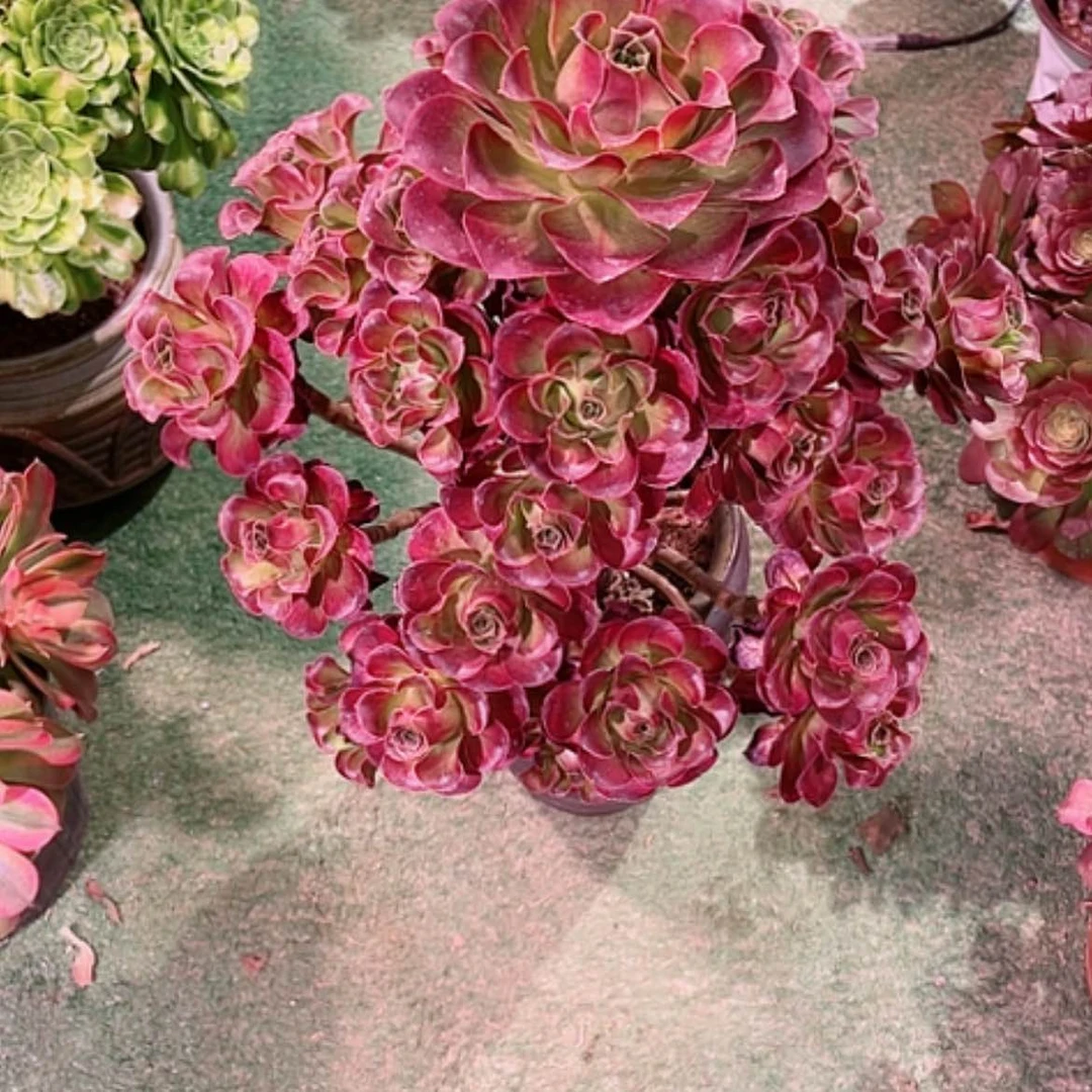 【闪购商品】香***?法师好看也好养