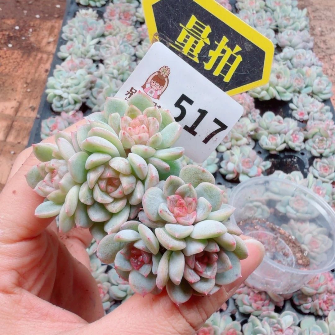 多肉植物多肉植物