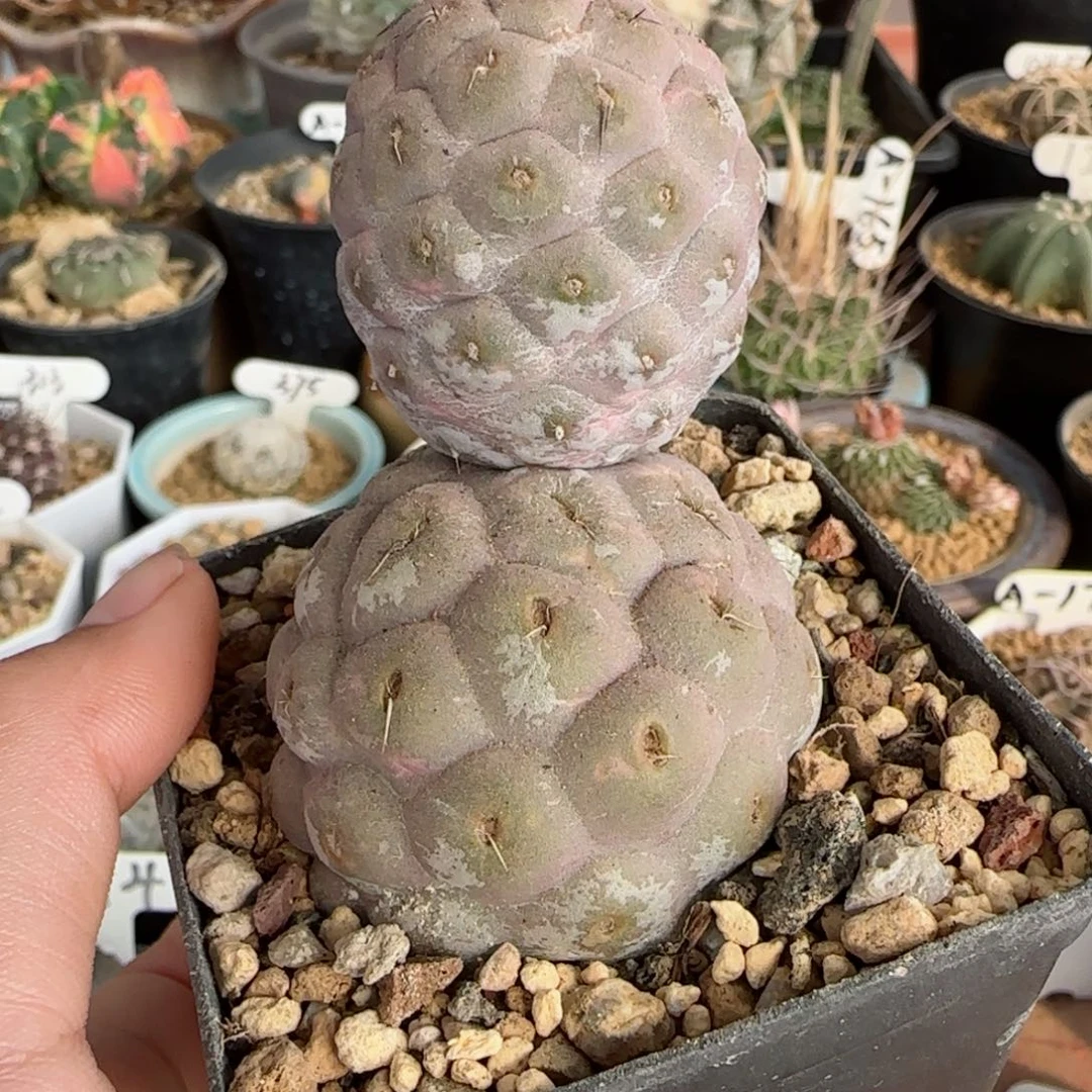 自根大型足球习志野多肉