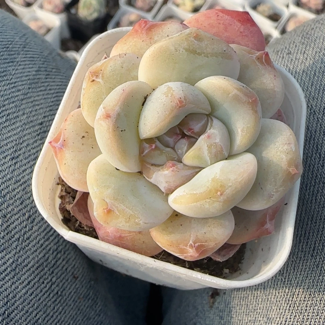 多肉小卡拉米糖心一物一拍