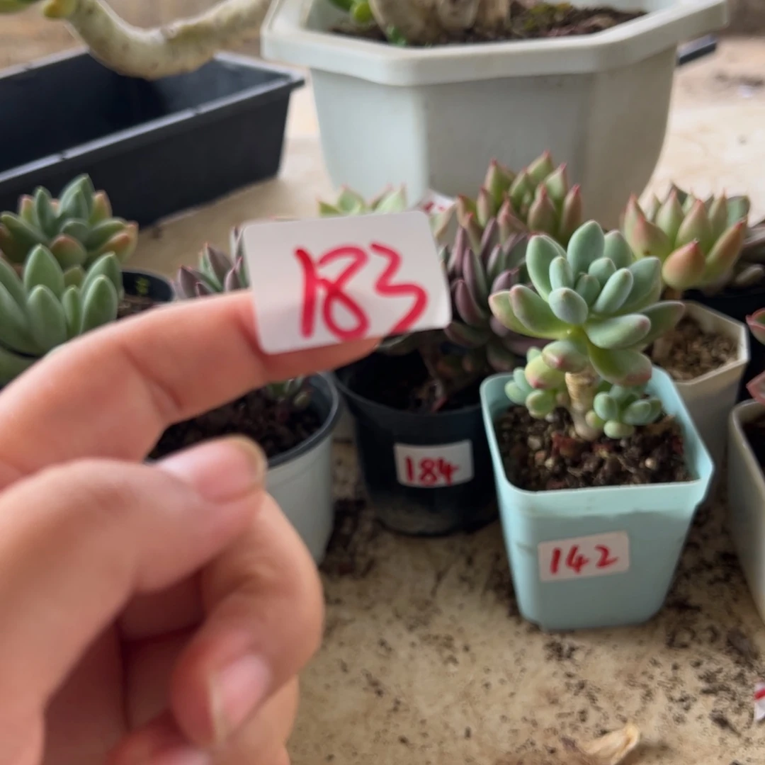 【闪购商品】b****d183。  11111111111
