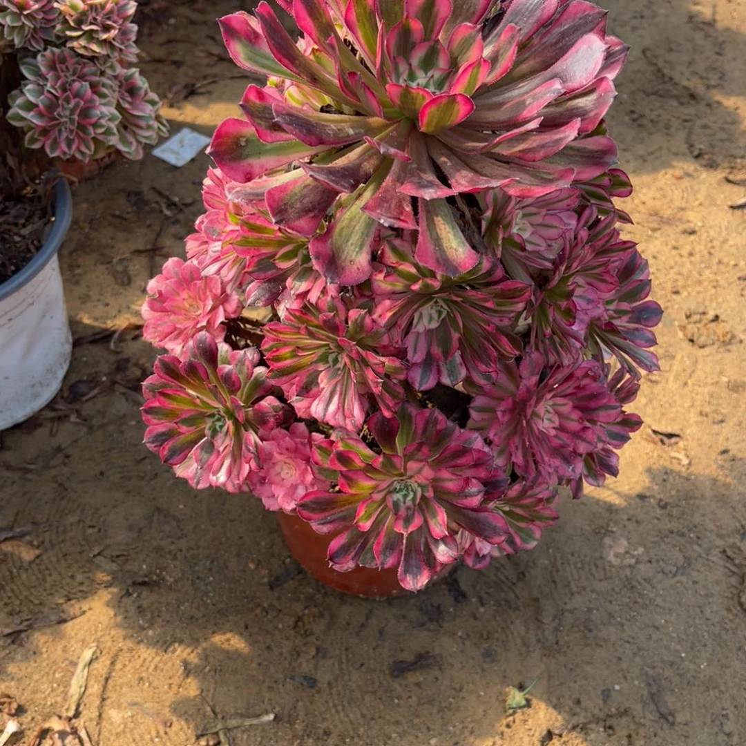 11-4-15红铜葫锦法师锦