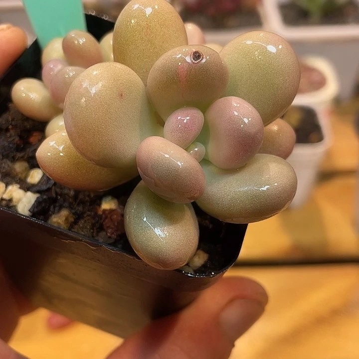 橙雪球带锦线935多肉啊啊啊啊