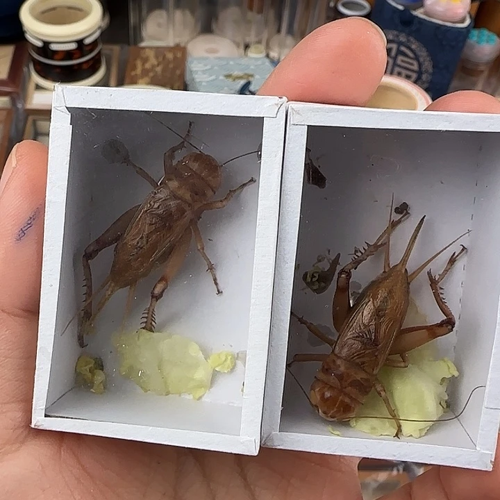 鸣虫虫具一个包邮