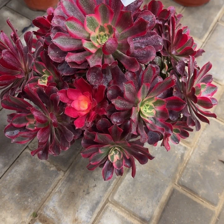 ?*行美杜莎捧花172肉肉