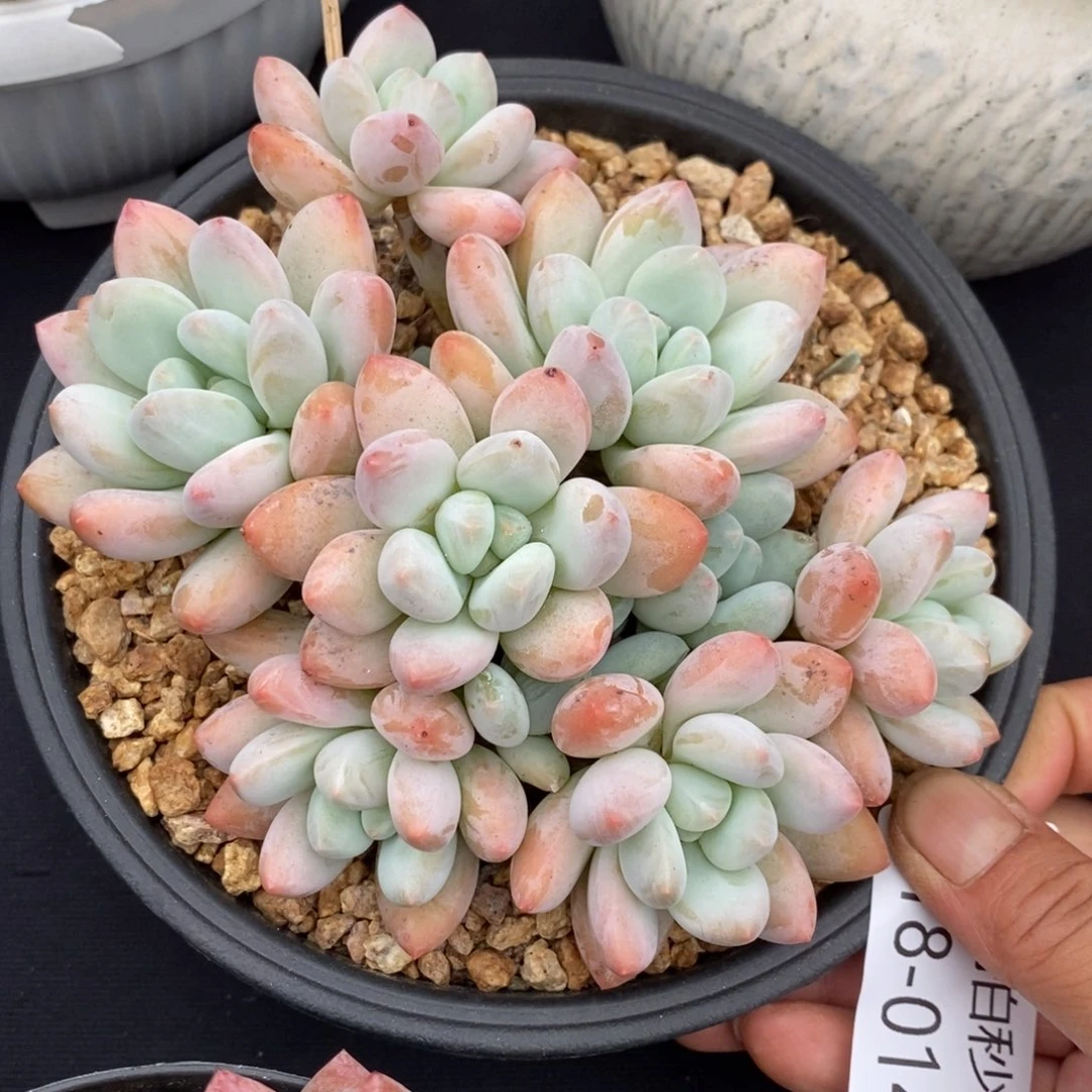 勿秒拍秒退 918-014香水宝贝