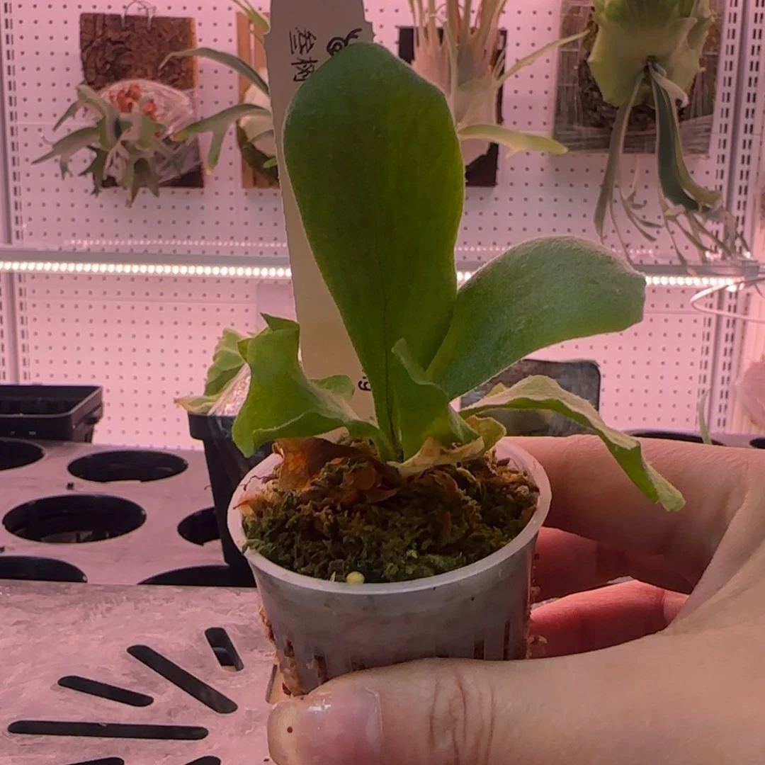 白狮王鹿角蕨孢子苗